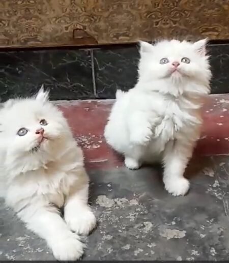 Adorable Persian Cat – 11 Months Old